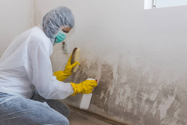 Best Crawl Space Mold Removal  in Green Hill, TN