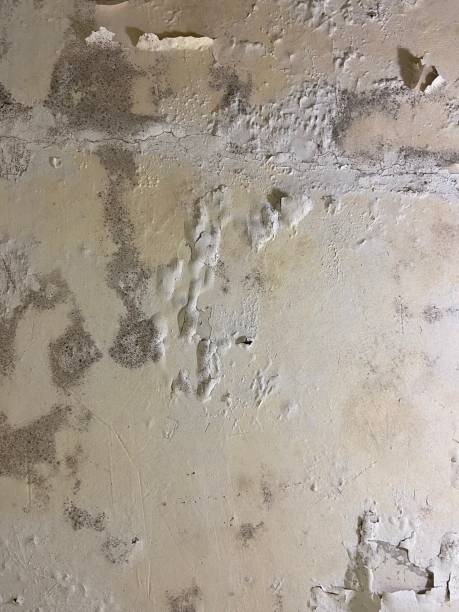 Best Mold Removal Process  in Green Hill, TN