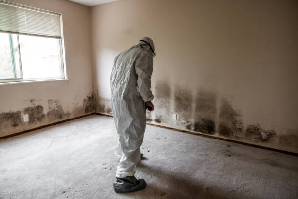 Best Mold Damage Repair  in Green Hill, TN