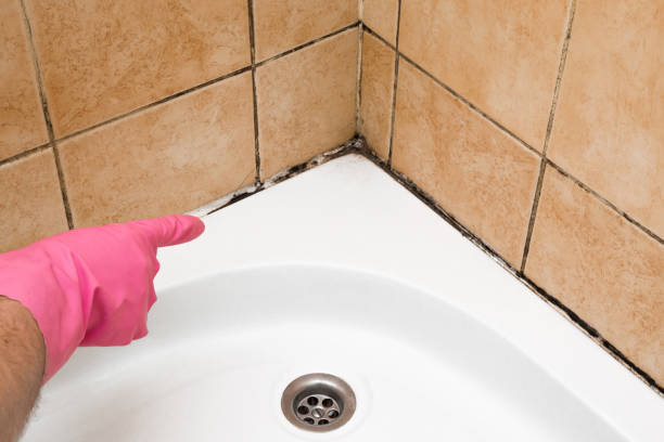 Best Black Mold Removal  in Green Hill, TN